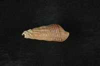 藏品(網蜷)的圖片